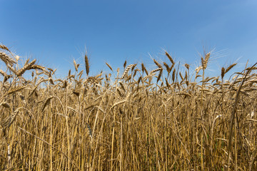 Summer wheat field