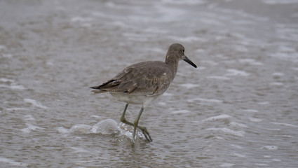 sand piper