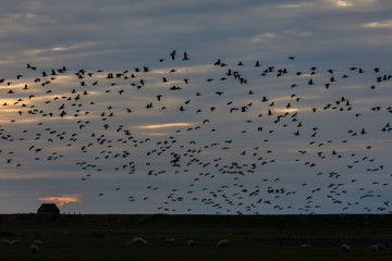 Barnacle geese flying over Højer Sluse and the marsh in Sønderjylland, Denmark