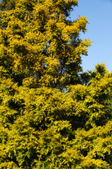 The Salicaceae tree