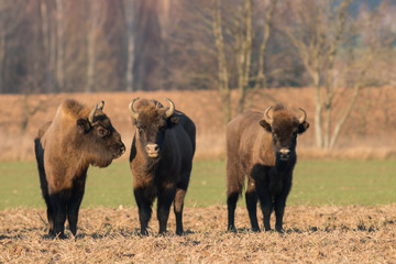 European bison - Bison bonasus in the Knyszyn Forest (Poland)