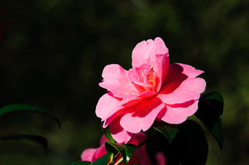 Pink camellia flower