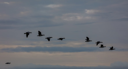 Barnacle geese flying
