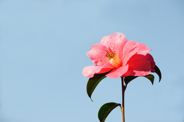 Pink camellia flower