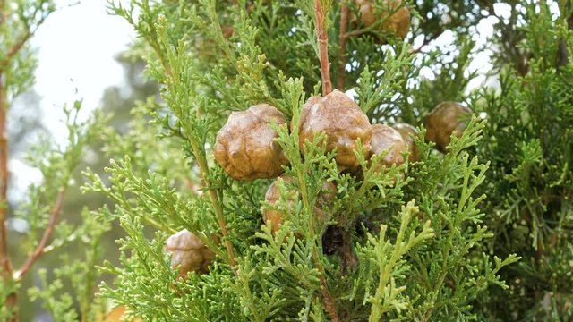 Cones of evergreen coniferous tree Cupressus sempervirens.