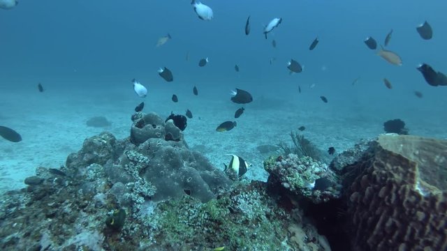 School of different types of fish swim over a Giant Barrel Sponge - Xestospongia muta, Bali, Oceania, Indonesia