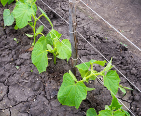 A bed with young peppers and trellis strung over them