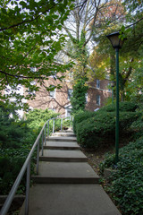 forest path 