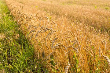 Wheat field border