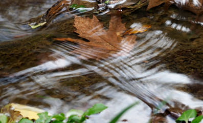 Brown maple leaf trapped in the rippling waters of stream. River in autumn concept.