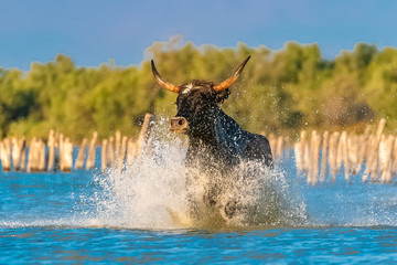 Bull galloping in the water, running bull in Camargue 
