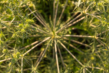 Tumbleweed close up