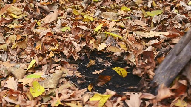 man rakes leaves and digs the ground