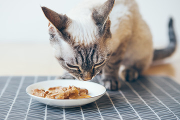 Fototapeta premium Zakończenie tabby kot je konserwować kota jedzenie od białego ceramicznego talerza umieszczającego na podłoga. Devon Rex lubi mokrą puszkę z tuńczykiem. Selektywne skupienie. Nakarm swojego zwierzaka pokarmami najwyższej jakości. Selektywne skupienie.