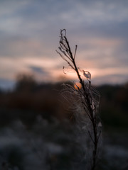 Obraz premium tree in sunset