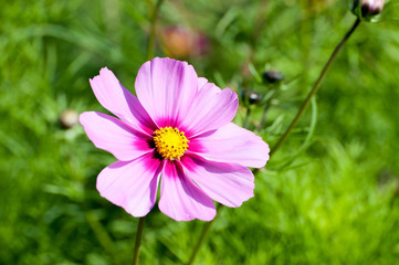 Cosmos bipinnatus, commonly called the garden cosmos or Mexican aster