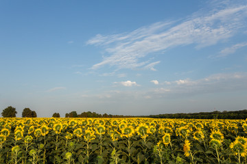 Sunflowers field in the evening