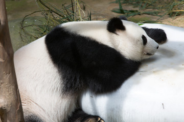 portrait of giant Panda