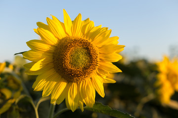 Sunflower against the blue sky