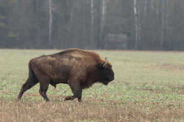 European bison - Bison bonasus in the Knyszyn Forest (Poland)