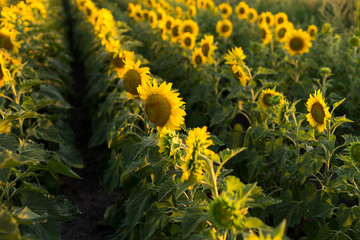 Rows of sunflowers in a field