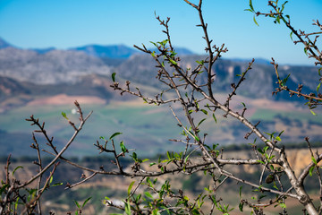 Tree branches with the Tajo Gorge (Tajo de Ronda). Ronda, Spain