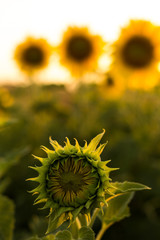 Sunflower bud on the sunset