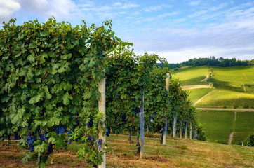 Fototapeta na wymiar bunches of nebbiolo grape in the vineyards of Barolo (Langhe wine district, Italy), in september before harvest