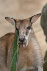 kangaroo eating grass