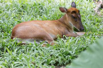 female deer on vacation