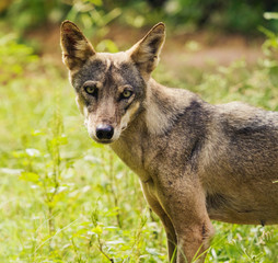 Wolf Staring at Camera