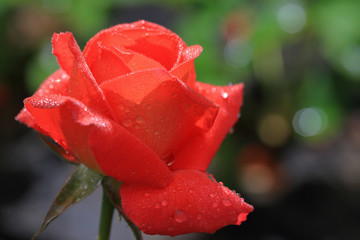 róża-po deszczu © Janusz Lipiński