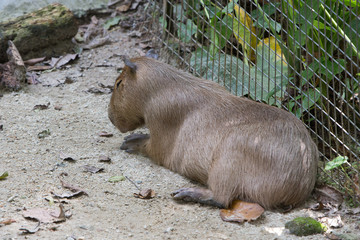 sleeping capybara
