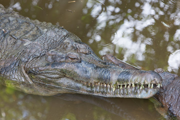 crocodile in the water