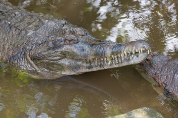 crocodile in the water