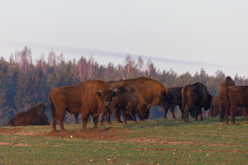 European bison - Bison bonasus in the Knyszyn Forest (Poland)