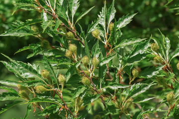 Fr&uuml;chte der Farnbl&auml;ttrigen Buche, Buchecker, Fagus sylvatica