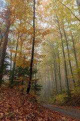 Herbstwald mit nebel