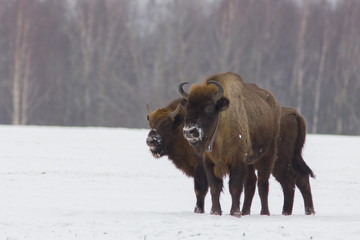 European bison - Bison bonasus in the Knyszyn Forest (Poland)