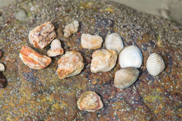 shells on the beach