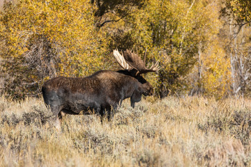 Bull Shiras Moose in Autumn in Wyoming