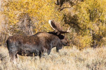 Bull Shiras Moose in Autumn in Wyoming