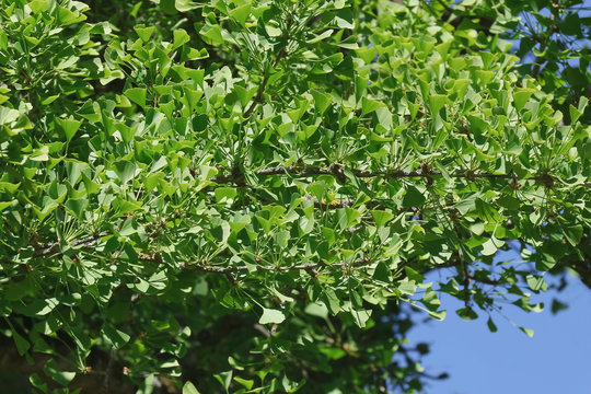Laub des Ginkgobaumes, Ginkgo biloba
