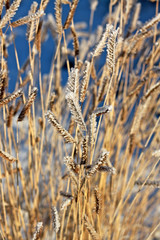 Fototapeta premium Frosted grass
