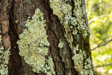 Lichen on the bark of a tree. Lichen grows on birch