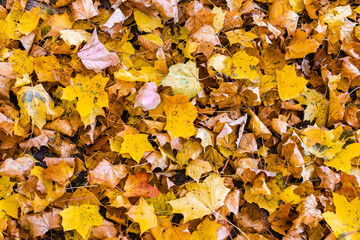 autumn leaf