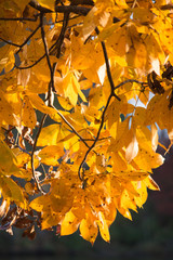 Golden Autumn leaves