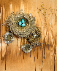 Naklejka premium A collection of bird`s nests with robin and finch eggs on a grunge background