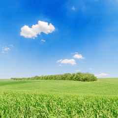 agriculture green field and blue sky with clouds
