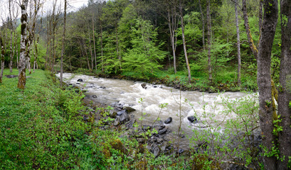 River flow in mountains forest 